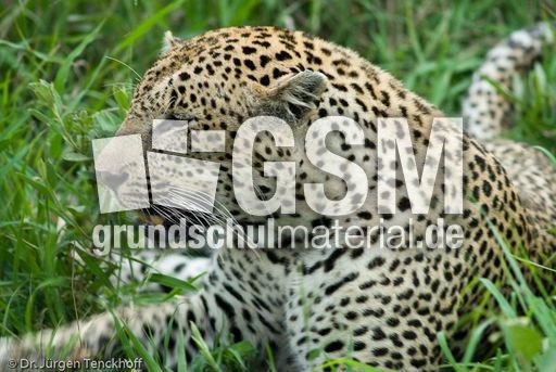 leopard (16 von 60).jpg